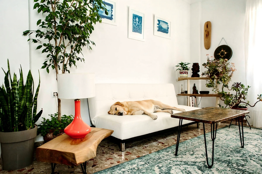 Pet Friendly Strathmore Carpet Cleaning Services Pet Friendly Strathmore Carpet Cleaning Services